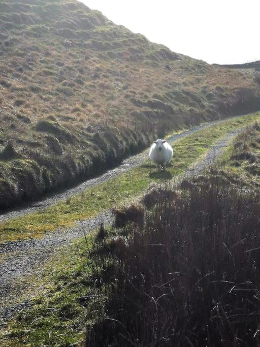 Zipworld Waterfalls Eryri Dogs Welcome 3 Bed Sleeps 5 Blaenau Ffestiniog Zewnętrze zdjęcie